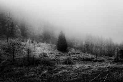 Arbre isolé au centre d’un paysage de montagne en hiver avec prairie, forêt et brouillard