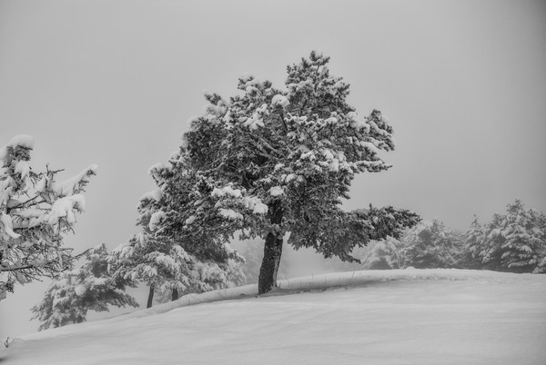 Arbre enneigé en montagne sous un ciel hivernal, entouré de conifères couverts de neige fraîche