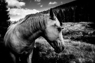 Cheval à la robe claire photographié dans les Alpes, devant une prairie de montagne et une forêt alpine