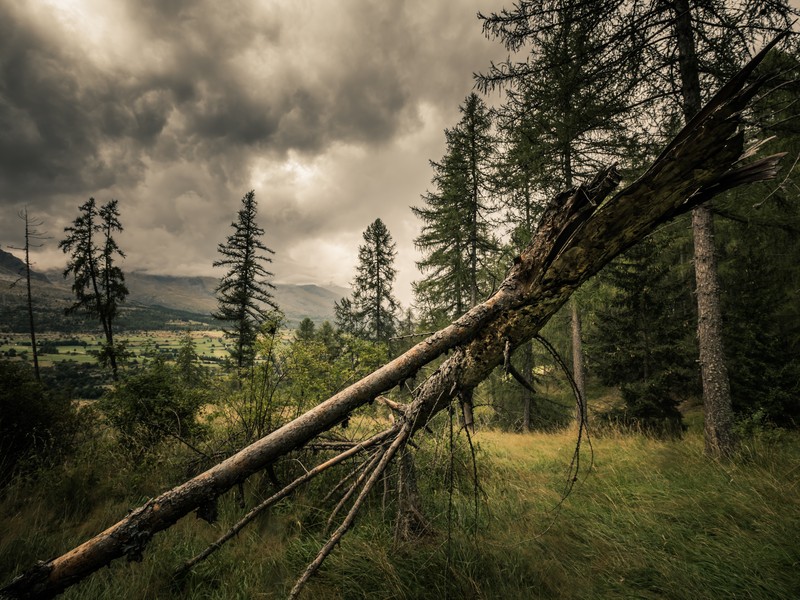 Forêt de mélèzes dans les Hautes-Alpes avec branche cassée et ciel d’orage