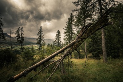 Forêt de mélèzes dans les Hautes-Alpes avec branche cassée et ciel d’orage