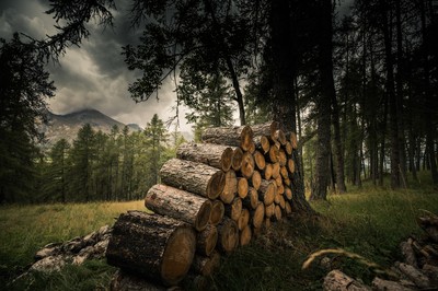 Pile de troncs coupés dans une forêt de montagne avec conifères, herbe haute, ciel sombre et relief en arrière-plan.